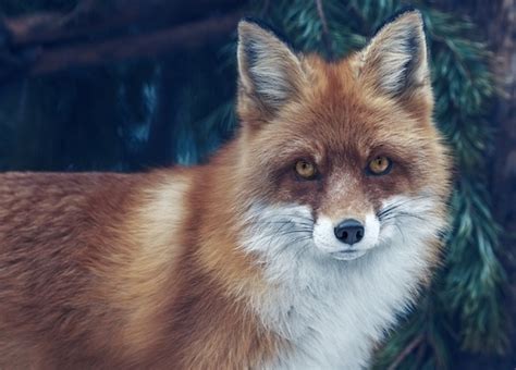 狐狸象徵什麼|狐靈動物：狐狸圖騰的意義、象徵意義、夢境